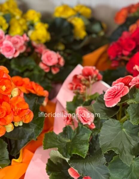BEGONIA DIVERSI COLORI